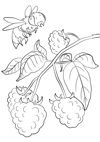 Raspberry Branch Coloring Page